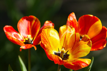 Obraz na płótnie Canvas Tulips on flowerbed