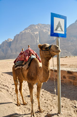 Camel in Wadi Rum desert (jordan)