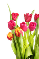Fototapeta premium tulip flowers