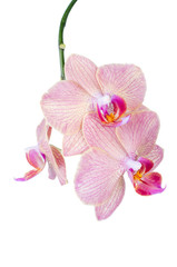 Fototapeta premium Pink orchid