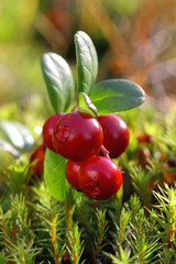 cowberry