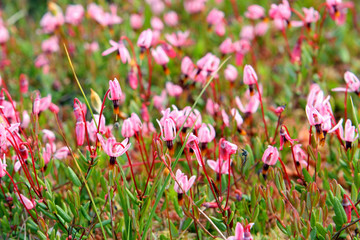 Fototapeta premium Blossoming cranberry
