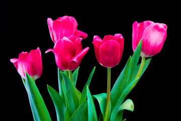 tulip flowers