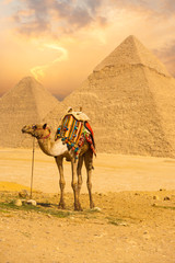 Tied Camel Standing Front Pyramids V