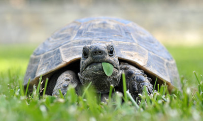 tropical, tropical fish, turkey