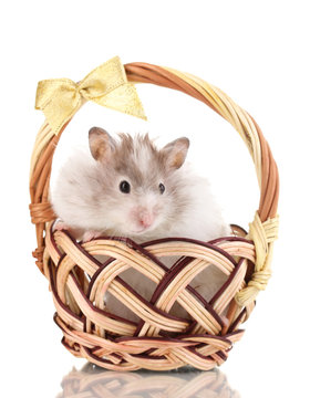 Cute hamster in basket isolated white