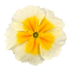 White Primrose Flower with Yellow Center Isolated on White