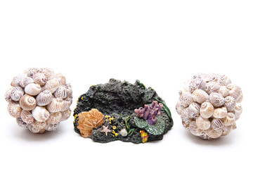 Muscheln und Koralle