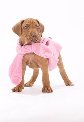adorable little rhodesian ridgeback puppy wearing a pink coat