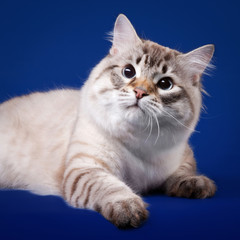 Fototapeta na wymiar Młody kot syberyjski na ciemnym niebieskim tle