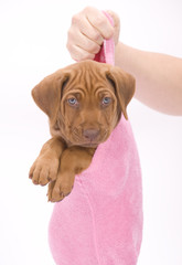 adorable little rhodesian ridgeback puppy, hanging in a sock