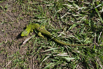 Lizard basking in the sun
