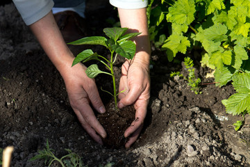 Junger Steckling Paprika,Gartenarbeit