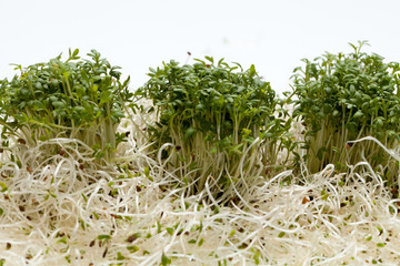 Fresh alfalfa sprouts and cress on white background