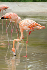 Flamingos in the water