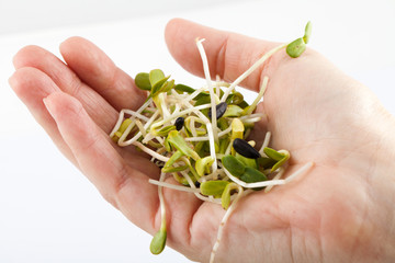 Fresh alfalfa sprouts isolated on white background