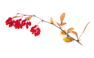 red berberries branch isolated on white