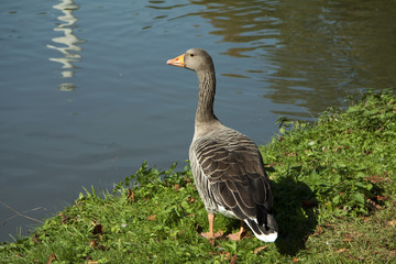 Wildgans