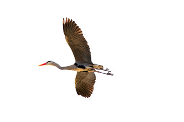Flying Grey Heron, isolated on white.