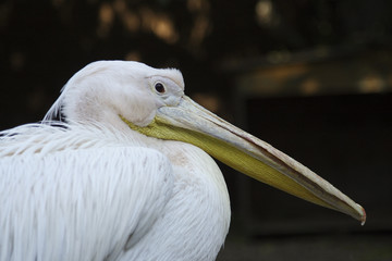 pellicano