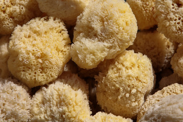 Naturschwämme