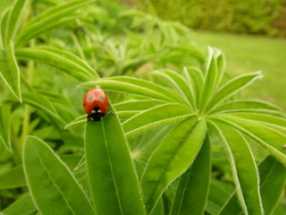 Red Ladybird on Lupin © jamescade