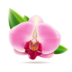 Beautiful orchid pink flower. vector illustration
