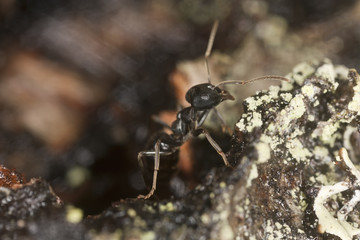 Shiny black wood ant, Lasius fuliginosus on wood