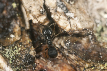 Shiny black wood ant, Lasius fuliginosus on wood