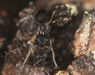 Shiny black wood ant, Lasius fuliginosus on wood