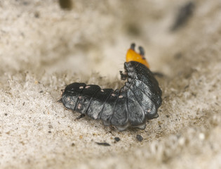 Schizotus pectiniconris larva on wood, extreme close-up