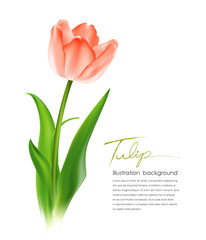 Beautiful tulips, vector