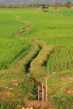 Risaie vicino a Champasak in Laos