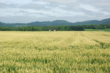 Obraz premium fields of wheat