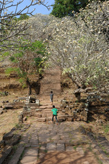 alberi del sito archeologico Khmer di Wat Phu a Champasak, Laos