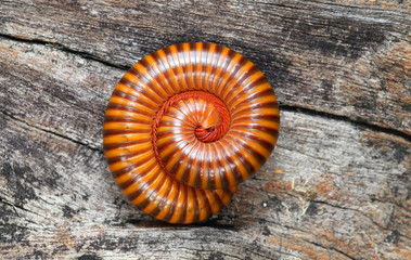 Close up  Millipede (Blaniulidae) in defensive position