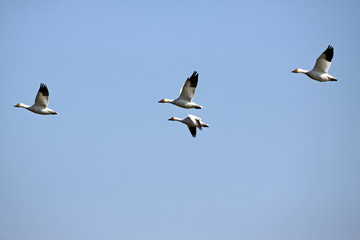 Chasse