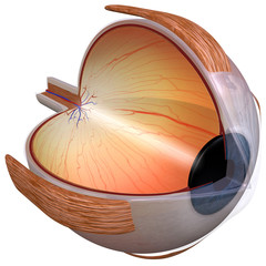 Human eye diagram