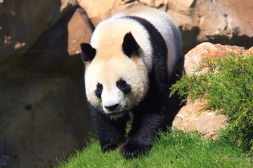 Fototapeta premium Panda géant