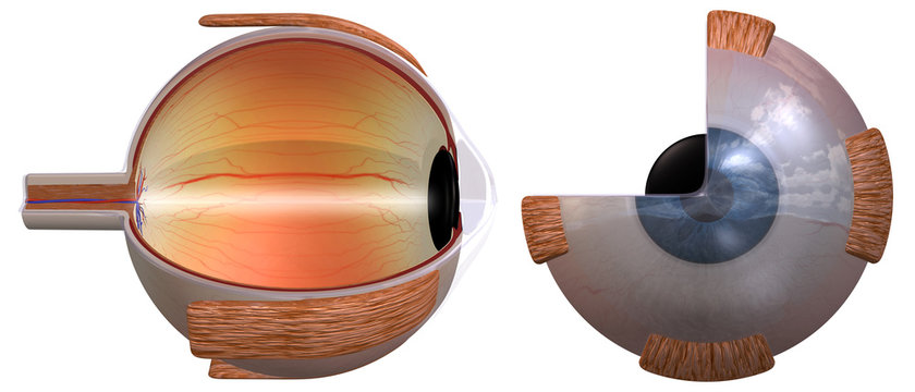 Human eye diagram, two views