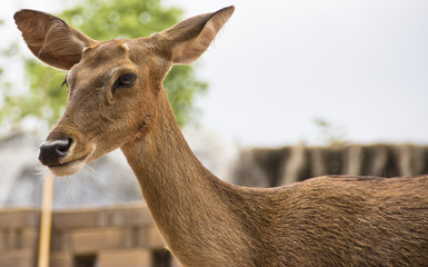 A close up shot of a young white tailed deer