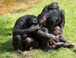Family of Bonobo Apes caring for each other