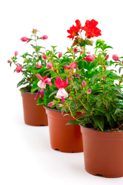 blooming fuchsia and geranium in the pot