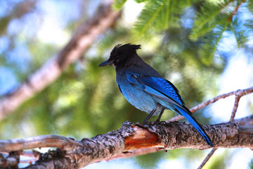 Stellar's Jay