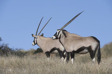 Gemsbok (Oryx gazella) in the Kalahari desert. close up