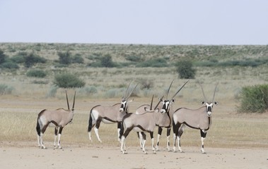 Gemsbok (Oryx gazella) in the Kalahari desert