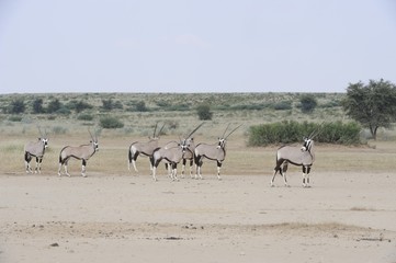 Naklejka na ściany i meble Gemsbok (Oryx gazella) in the Kalahari desert
