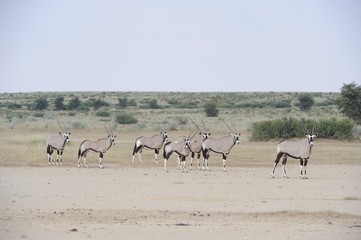 Fototapeta na wymiar Gemsbuck (Oryx gazella) in the Kalahari desert