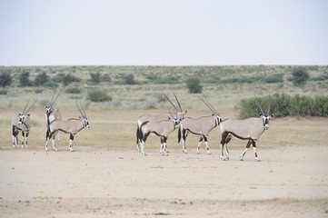 Naklejka na ściany i meble gemsbok (Oryx gazella) in the Kalahari desert