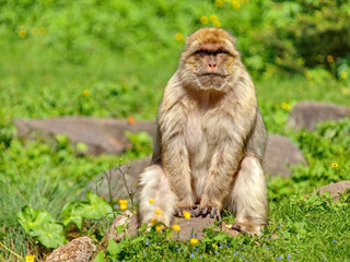 MACAQUE